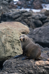 A New Zealand fur seal pup on the rocks in Cape Palliser in the Wairarapa