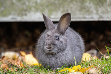 one cute chubby fur ball like grey bunny resting by the wall on the grass filled with yellow leaves