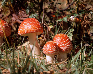 ベニテングダケ