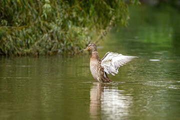 one brown female duck flapping its wings in the pond with a reflection on the water surface.