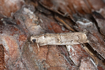 Heather Knot-horn, Pempelia palumbella on bark, macro photo