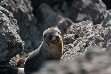 Obraz premium A New Zealand fur seal pup on the rocks in Cape Palliser in the Wairarapa