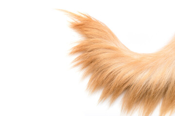 Brown dog tail (Golden Retriever) isolated on white background. Top view with copy space for text...