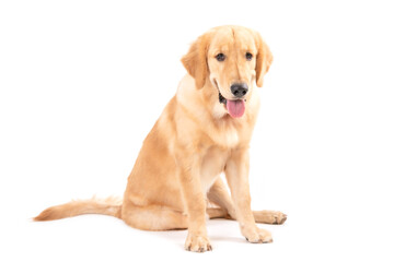 Portrait 7 months brown dog (Golden Retriever) isolated on white background