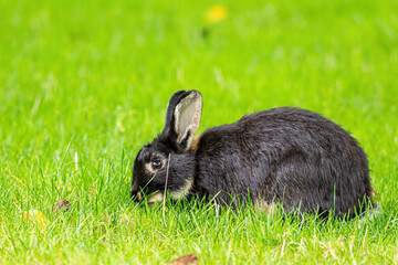 close up of a cute black rabbit with white fur around eyes and chin eating on green grass field in the park