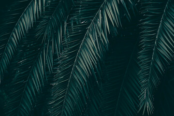 tropical palm leaf, dark green nature background