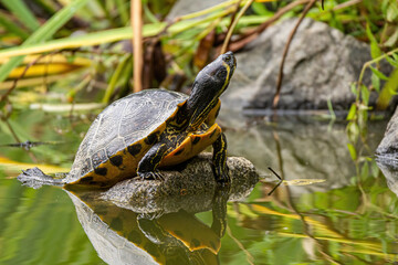 Obraz premium one big turtle resting on top of a small rock near the edge of the pond with a reflection on the water surface