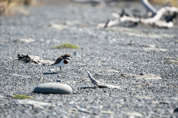 An endangered banded Dotterel bird on the beach in New Zealand