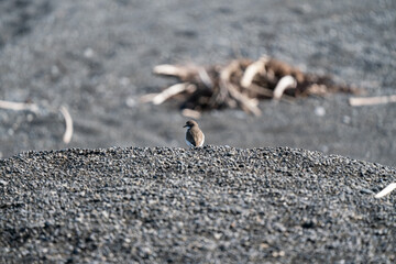 An endangered banded Dotterel bird on the beach in New Zealand