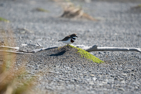An endangered banded Dotterel bird on the beach in New Zealand