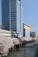 目黒川の桜