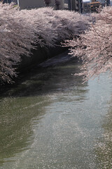 目黒川の桜