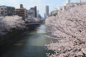 目黒川の桜 © Paylessimages