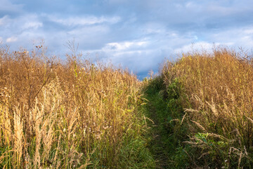 Fototapeta premium A path overgrown with tall dry grass against the background of a cloudy sky.