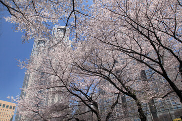 都庁とさくら
