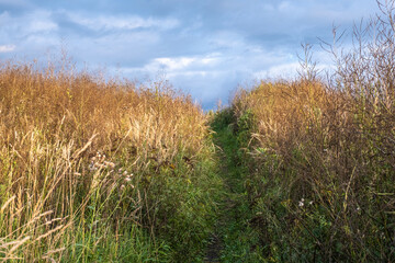Fototapeta premium A path overgrown with tall dry grass against the background of a cloudy sky.