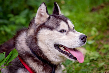 Close-up portrait of happy siberian husky in summer green forest