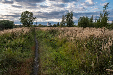 Obraz premium Path overgrown with high dry grass and cloudy sky.