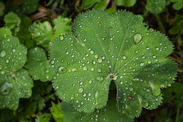 A Leaf and Lots of Water Droplets after the Rain