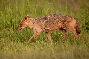 Ein laufender Goldschakal auf einer Weide in der Seitenansicht