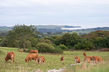 Naklejka na ściany i meble Cows grazing nearby the Cantabrian sea on a hill of Cantabria, Spain