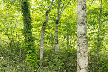 Obraz premium ブナの森