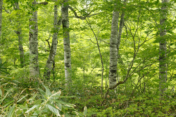 Obraz premium ブナの森