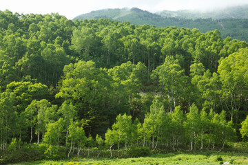 Fototapeta na wymiar 緑の白樺林