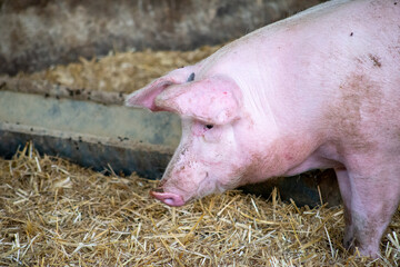 pig on a biofarm