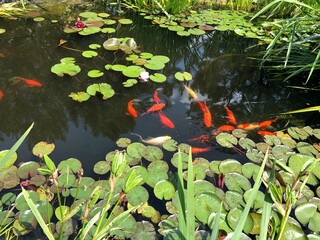 fish in pond