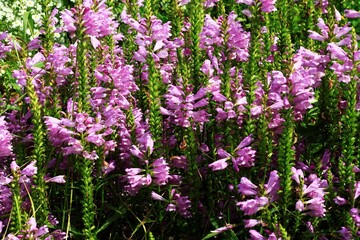 Obraz premium ハナトラノオの花