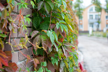 Autumn, a fence covered with green and red-leaved bindweed.