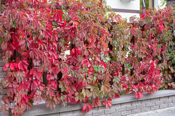 Autumn, a fence covered with red-leaved bindweed.