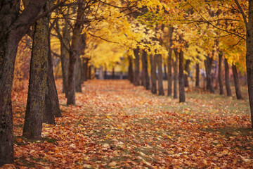 Romantic alley in a park with colorful trees. Autumn natural background