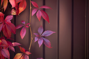 warm autumn background of an iron fence covered with red-orange leaves of wild grapes