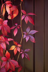 warm autumn background of an iron fence covered with red-orange leaves of wild grapes