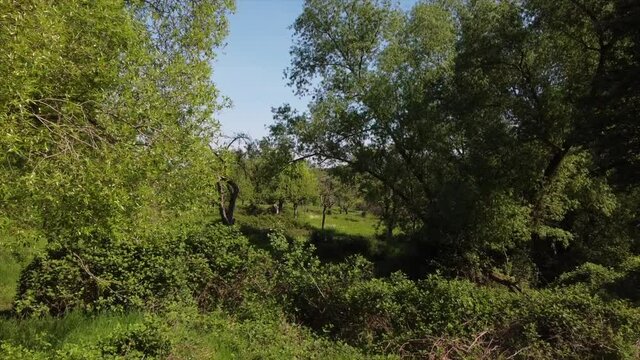 Streuobstwiesen, gef&auml;hrdeter Lebensraum im Rheintal bei Boppard-Buchenau