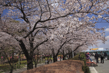 隅田公園のさくら