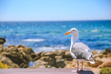 17-Mile Drive, California