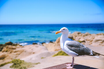 17-Mile Drive, California