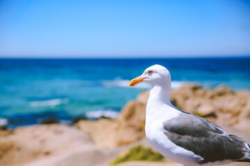 Obraz premium 17-Mile Drive, California