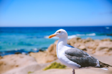17-Mile Drive, California