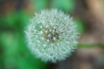 Obraz premium 花と植物