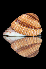 a shell on black background