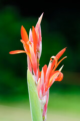 Obraz premium 花と植物