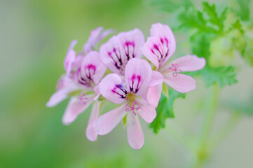 Fototapeta premium 花と植物
