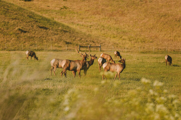 Wild deer by the road, California