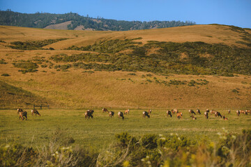 Wild deer by the road, California