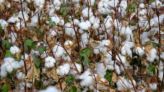 Cotton picking season. The latest on the blooming cotton field. Agricultural industry