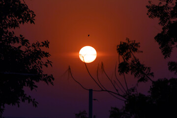 Fototapeta premium sunset in the evening a kite flying and some tree